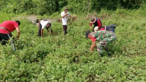 Babinsa Koramil Banjarangkan Dampingi Pengubinan Kacang Tanah Di Subak Semeagung Tempek Lantang