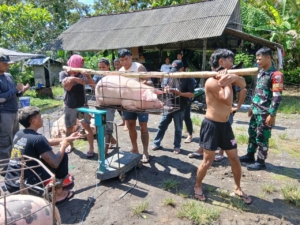 Babinsa Pulukan Kawal Penjualan Ternak BUMDes Tribuana: 26 Ekor Babi Terjual 2.107 Kg