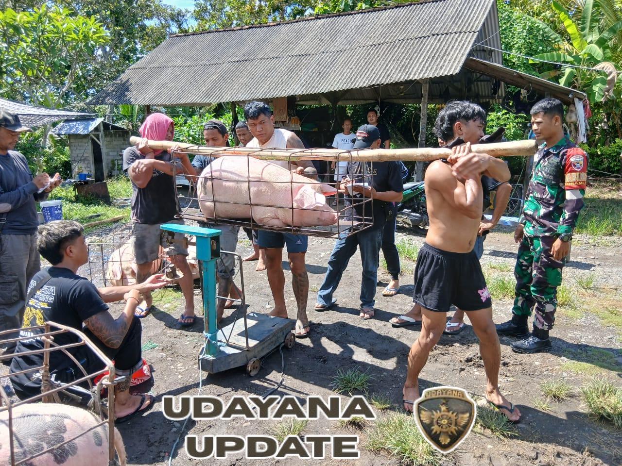 Babinsa Pulukan Kawal Penjualan Ternak BUMDes Tribuana: 26 Ekor Babi Terjual 2.107 Kg