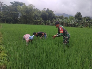 Babinsa Koramil Komodo ‘Turun Sawah’, Dampingi Petani Golo Ketak Wujudkan Panen Sukses