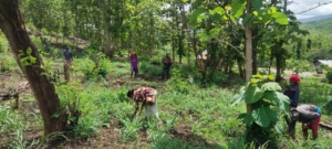 Serda Yermi Onr Turun ke Lahan Bantu Warga Tanam Padi dan Jagung