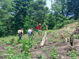 Babinsa Tabundung Laksanakan Monitoring Wilayah dan Bantu Warga Semprot di Desa Wudipandak
