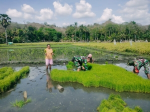 Dukung Ketahanan Pangan, Babinsa Koramil 05/ Waingapu Terjun Bantu Petani