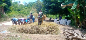 Babinsa Kanatang Bantu Petani Rontokkan Padi di Kelurahan Temu