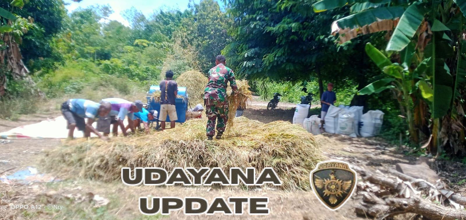 Babinsa Kanatang Bantu Petani Rontokkan Padi di Kelurahan Temu