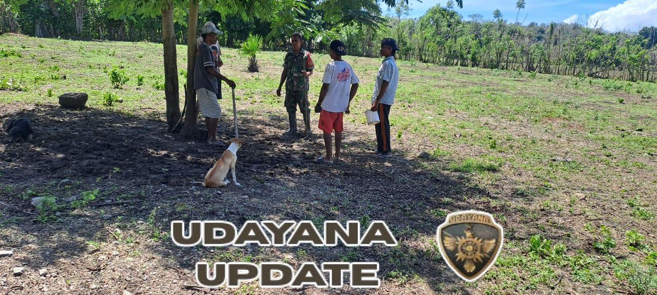Babinsa Karera Bantu Warga Tanam Jagung di Awal Musim Hujan