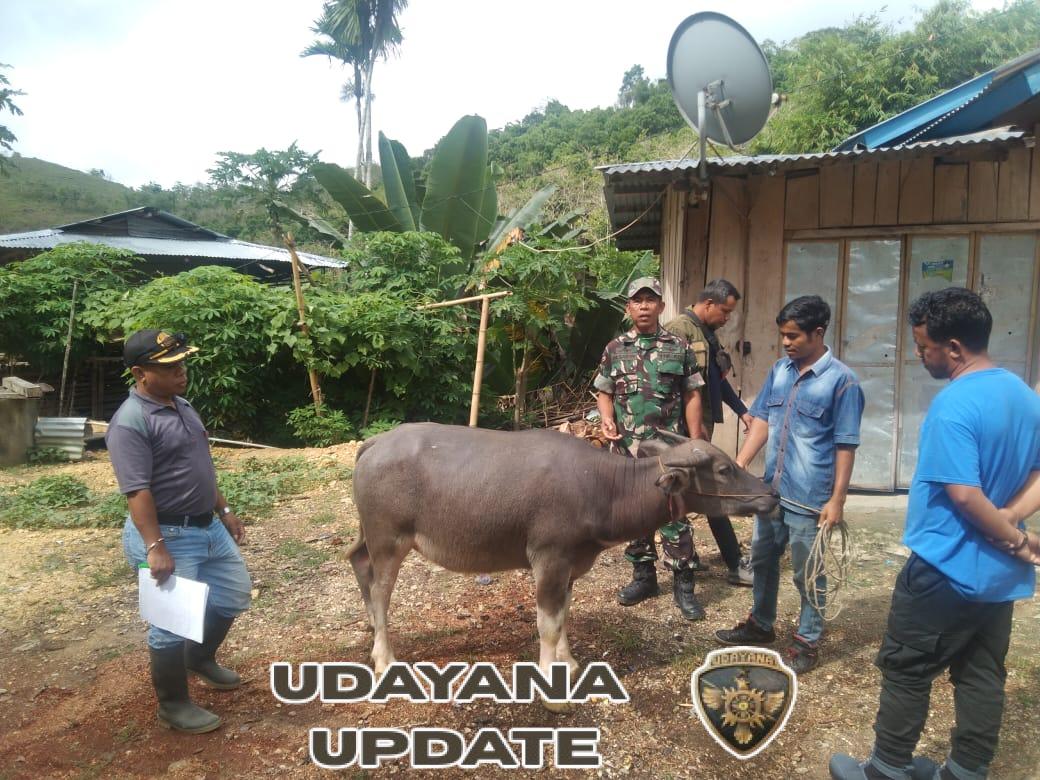 Babinsa Koramil 01/Loli Dampingi Petugas Peternakan Laksanakan Vaksinasi Hewan Ternak