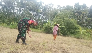 Babinsa Koramil Nusa Penida Turun Ke Lahan, Bantu Petani Tanam Jagung Dan Kacang Merah