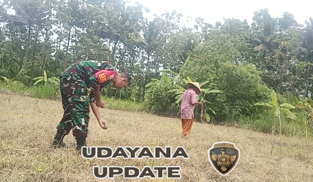 Babinsa Koramil Nusa Penida Turun Ke Lahan, Bantu Petani Tanam Jagung Dan Kacang Merah