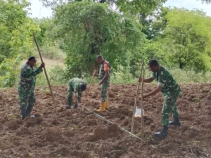 Manfaatkan Lahan Kosong Tanami Jagung, Koramil Wedomu Berikan Contoh Dan Motivasi Bagi Warga