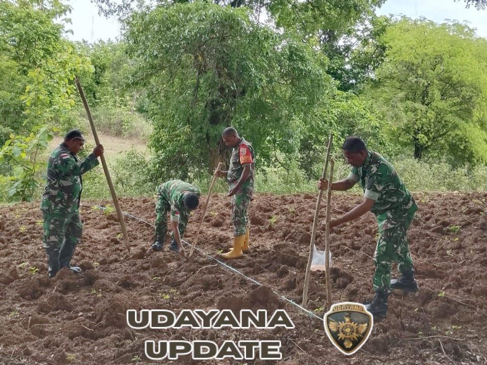 Manfaatkan Lahan Kosong Tanami Jagung, Koramil Wedomu Berikan Contoh Dan Motivasi Bagi Warga