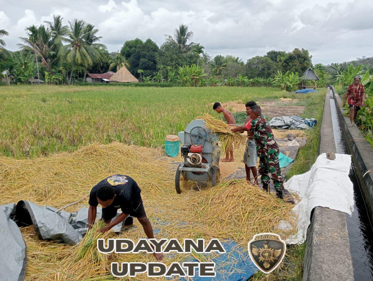 Sertu Isak Mauleti Turun Langsung Bantu Petani di Desa Tulleng