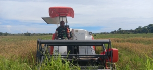 Babinsa Pahunga Lodu Dampingi Petani Panen Padi dengan Combine Harvester di Desa Kaliuda