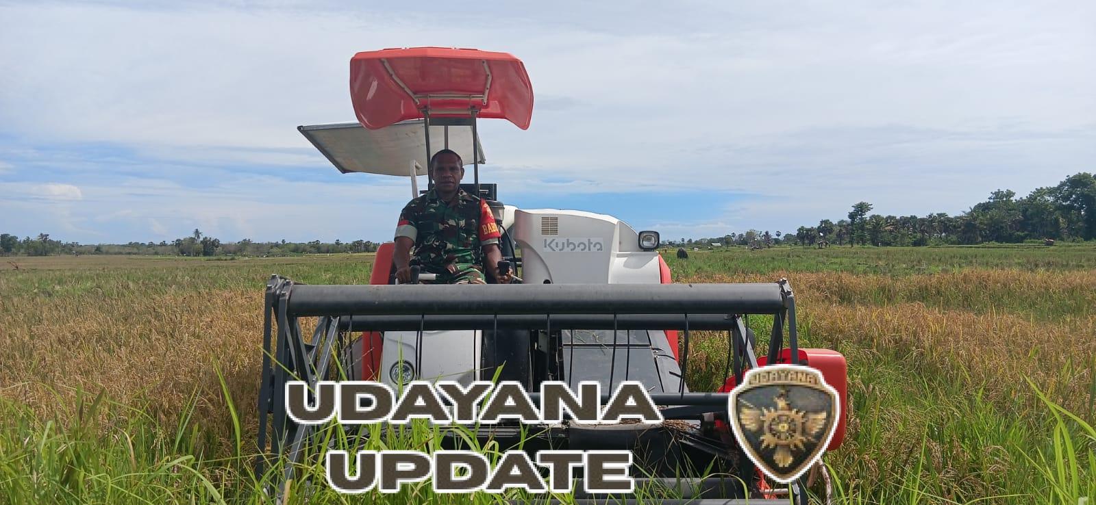 Babinsa Pahunga Lodu Dampingi Petani Panen Padi dengan Combine Harvester di Desa Kaliuda