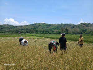Babinsa Tabundung Dampingi Warga Praingkareha Panen Padi Kedua