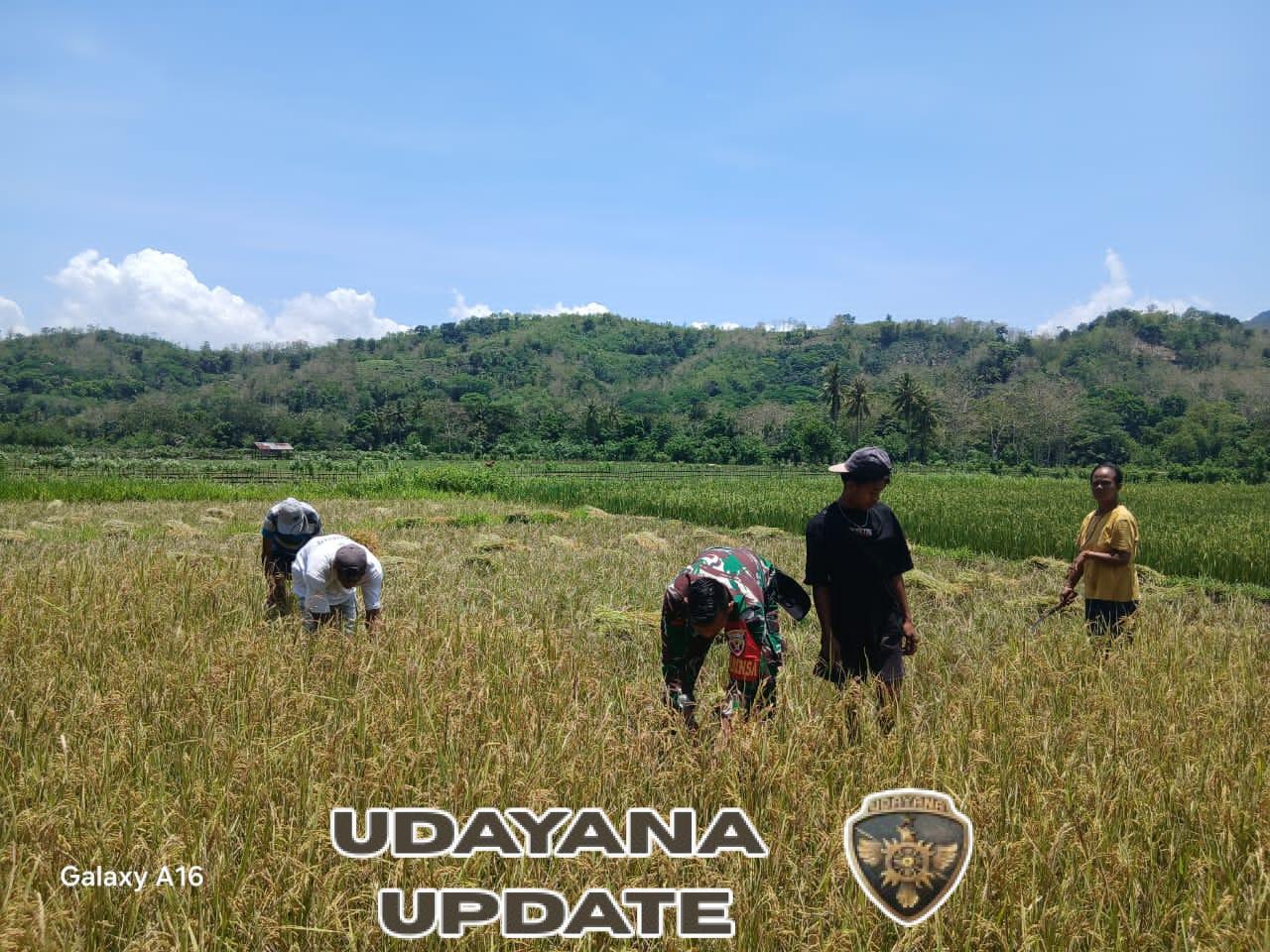 Babinsa Tabundung Dampingi Warga Praingkareha Panen Padi Kedua