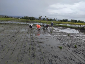 Babinsa Rindi Umalulu Bantu Petani Desa Wanga Tanam Padi Dukung Ketahanan Pangan