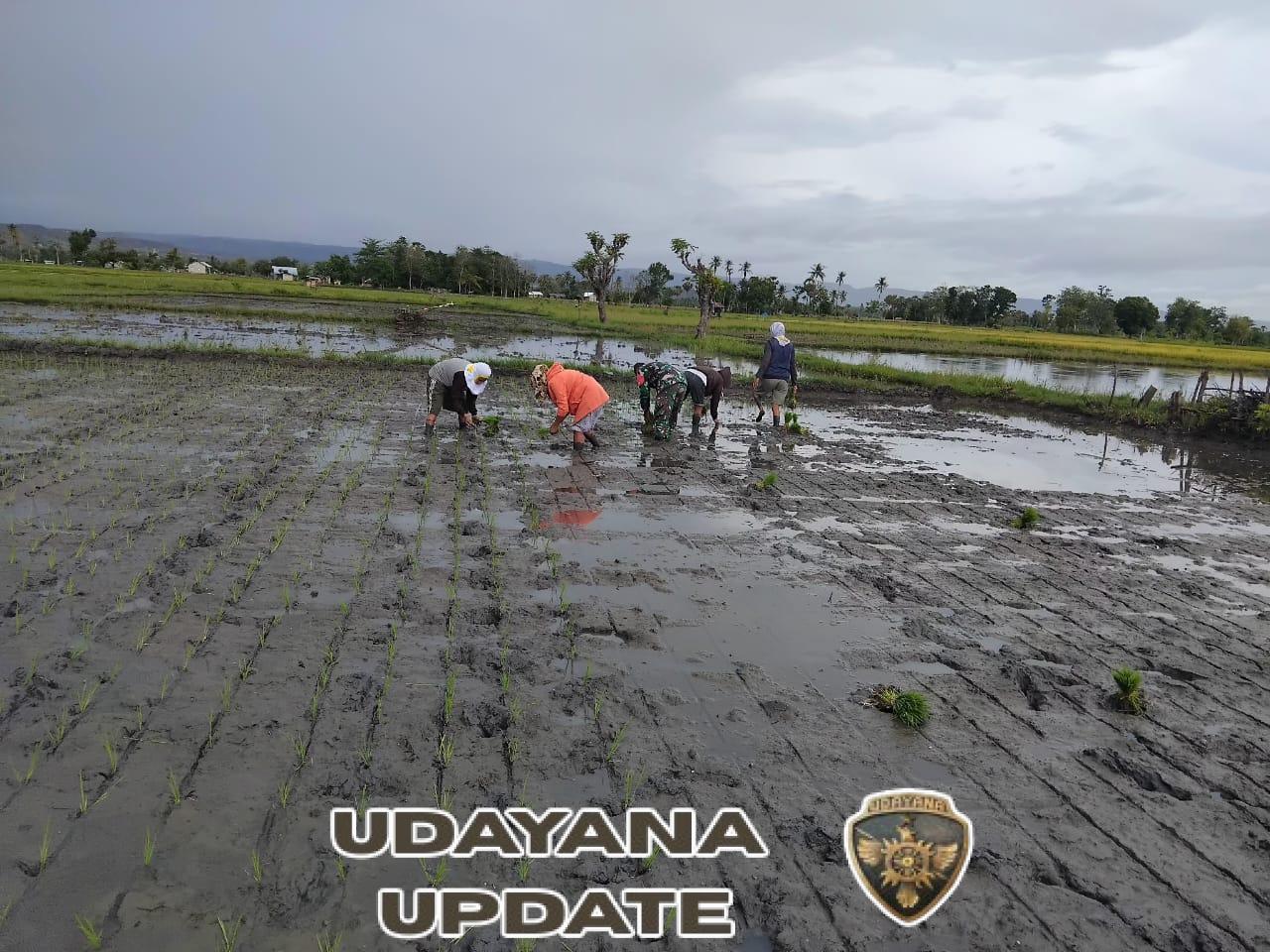 Babinsa Rindi Umalulu Bantu Petani Desa Wanga Tanam Padi Dukung Ketahanan Pangan