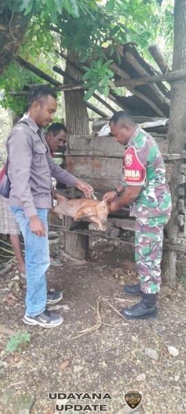 Vaksinasi Ternak Oesena Diperkuat Pendampingan Babinsa Koramil 1604-04