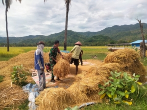 Babinsa Koramil 1602-04/Maurole Bantu Petani Laksanakan Perontokan Padi di Desa Maurole