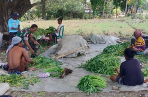 Peduli Ketahanan Pangan, Babinsa Hadir di Tengah Aktivitas Panen Warga