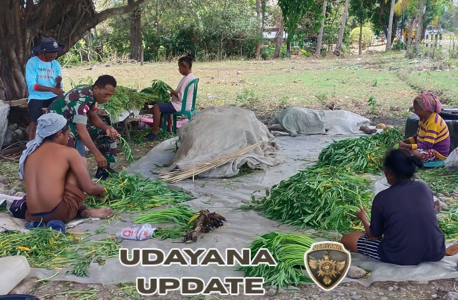 Peduli Ketahanan Pangan, Babinsa Hadir di Tengah Aktivitas Panen Warga