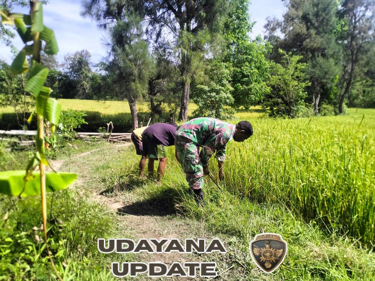 Lakukan Pendampingan, Satgaster Pos Fatubesi Bawah Turun Ke Sawah Bantu Petani Bersihkan Rumput Liar