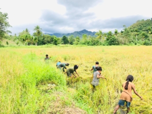 Babinsa Karera Dampingi Warga Desa Nangga Saat Panen Padi