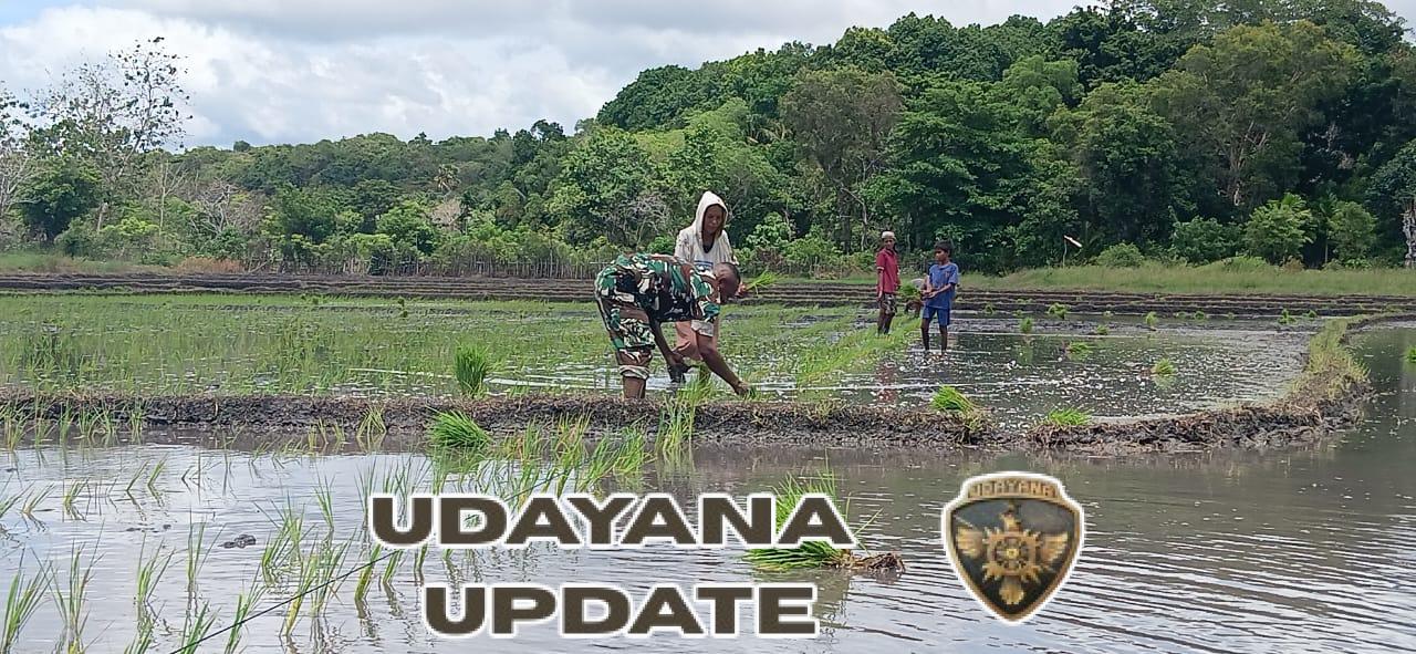 Babinsa Pahunga Lodu Dampingi Petani Tanam Padi di Desa Lambakara