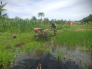 Sertu Musa Bagaisar Dukung Ketahanan Pangan Lewat Pengolahan Sawah Petani
