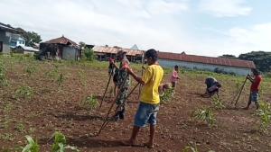 Babinsa Lewa Dampingi Warga Tanam Padi Ladang Jenis Ciherang di Lewapaku