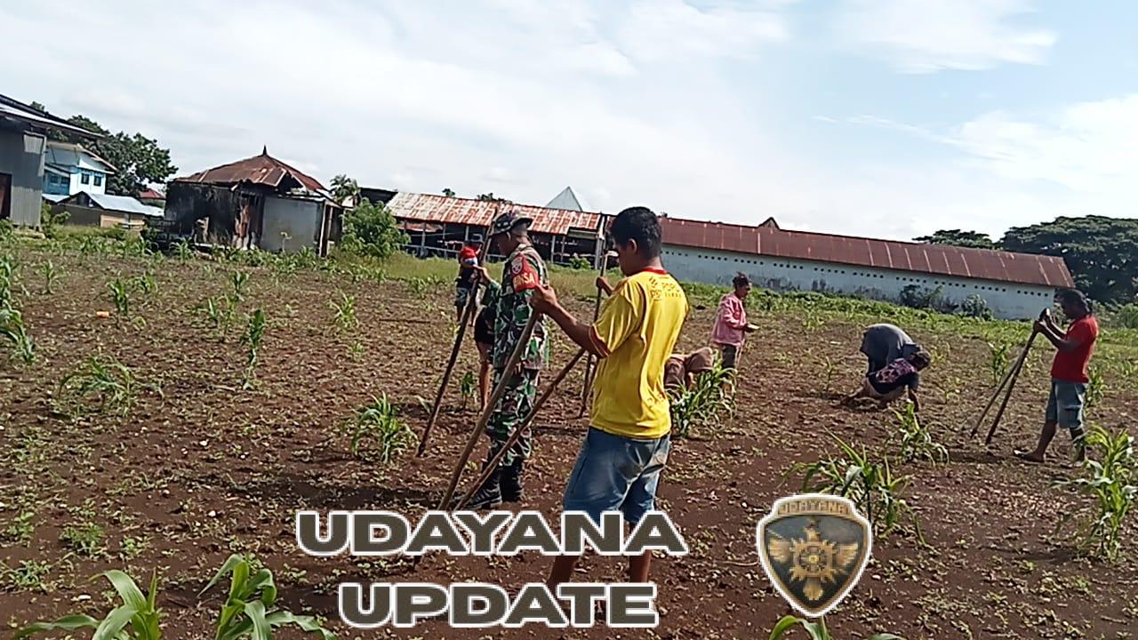 Babinsa Lewa Dampingi Warga Tanam Padi Ladang Jenis Ciherang di Lewapaku