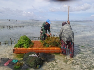 Babinsa Allumang Apresiasi Panen Rumput Laut Berkualitas Tinggi