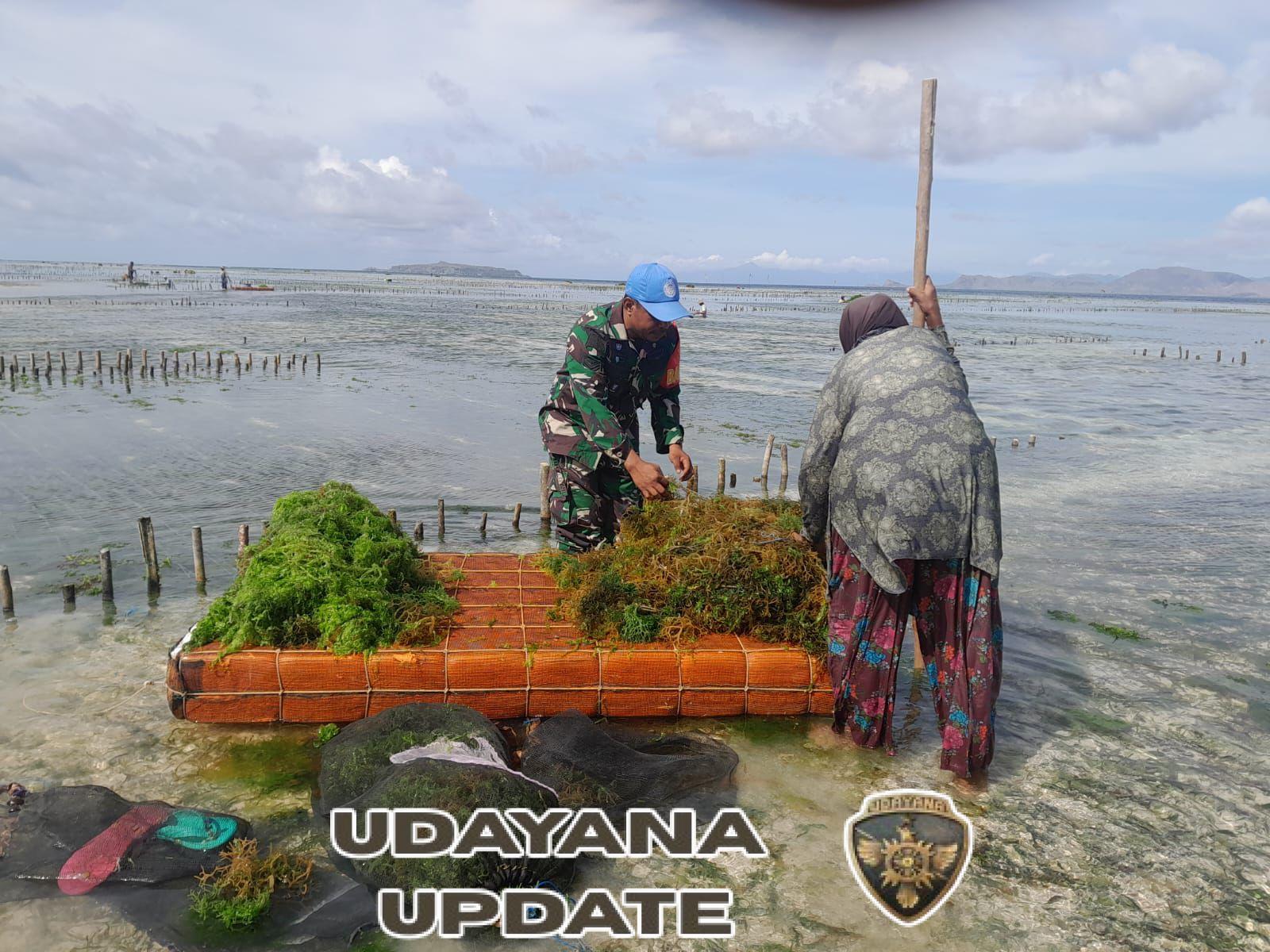 Babinsa Allumang Apresiasi Panen Rumput Laut Berkualitas Tinggi