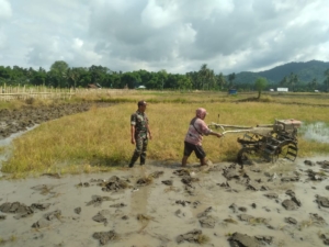 Sertu Sayuti Dampingi Petani Desa Desaloka Bajak Sawah, Wujudkan Dukungan Nyata Terhadap Ketahanan Pangan