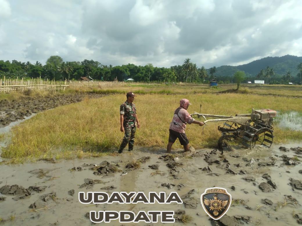 Sertu Sayuti Dampingi Petani Desa Desaloka Bajak Sawah, Wujudkan Dukungan Nyata Terhadap Ketahanan Pangan