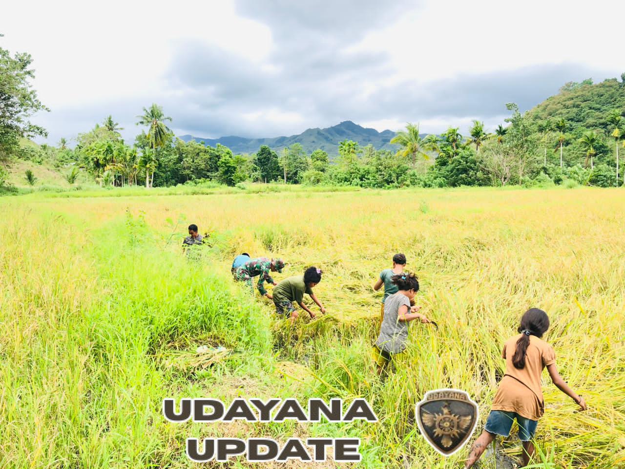 Hari Libur Tak Menghalangi Babinsa Karera Dampingi Warga Panen Padi di Desa Nangga