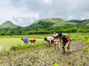 Babinsa Lewa Dukung Ketahanan Pangan, Bantu Warga Tanam Padi di Kambuhapang