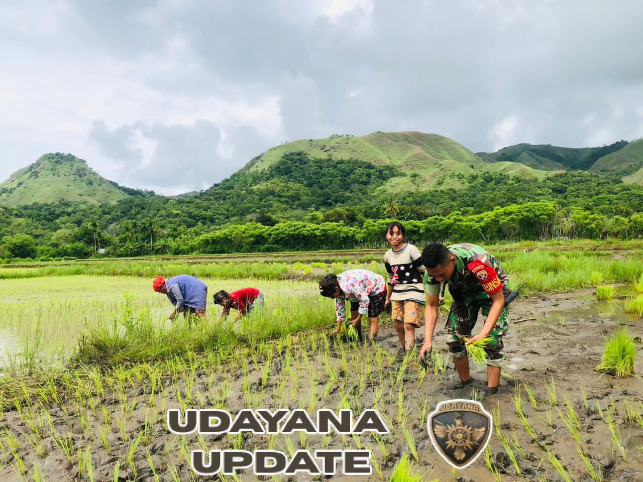 Babinsa Lewa Dukung Ketahanan Pangan, Bantu Warga Tanam Padi di Kambuhapang