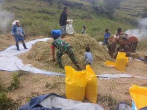 Babinsa Rindi Umalulu Dampingi Warga Laksanakan Hanpangan di Praibokul