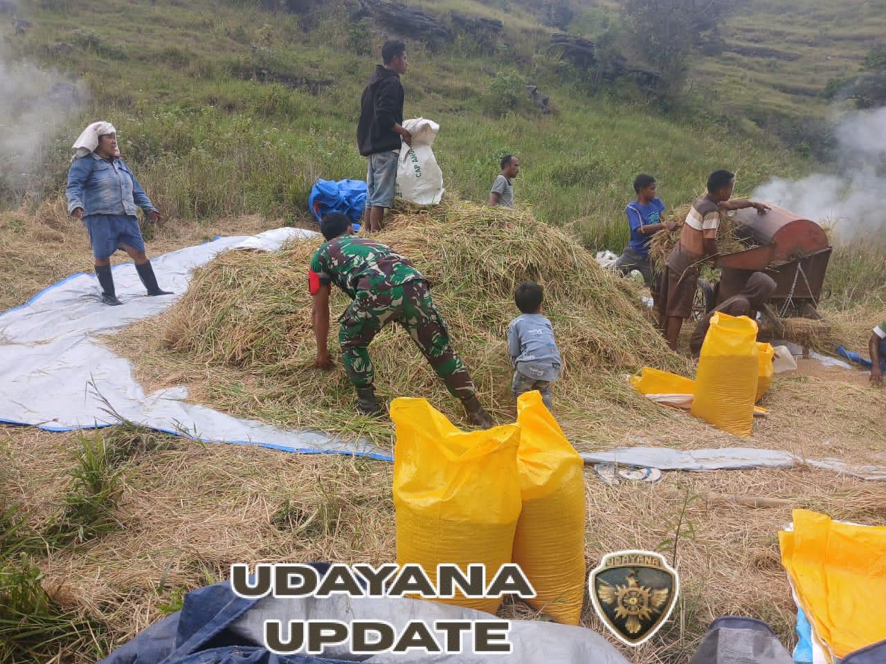 Babinsa Rindi Umalulu Dampingi Warga Laksanakan Hanpangan di Praibokul