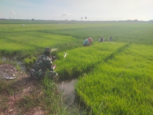 Babinsa Pahunga Lodu Dampingi Petani Cabut Bibit Padi di Desa Wulla