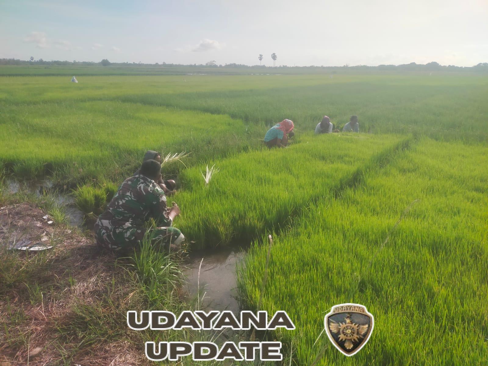 Babinsa Pahunga Lodu Dampingi Petani Cabut Bibit Padi di Desa Wulla