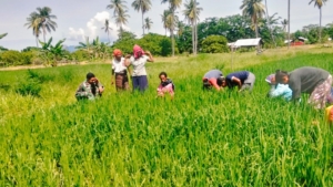Babinsa Desa Nebe dan Warga Gotong Royong Bersihkan Pematang Sawah