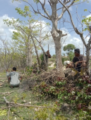 Babinsa Batutua Gotong Royong Bersama Petani Persiapkan Musim Tanam