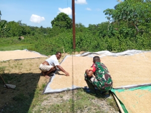 Dukung Petani, Babinsa Koramil 04/Tabundung Turun Langsung Jemur Padi Bersama Warga