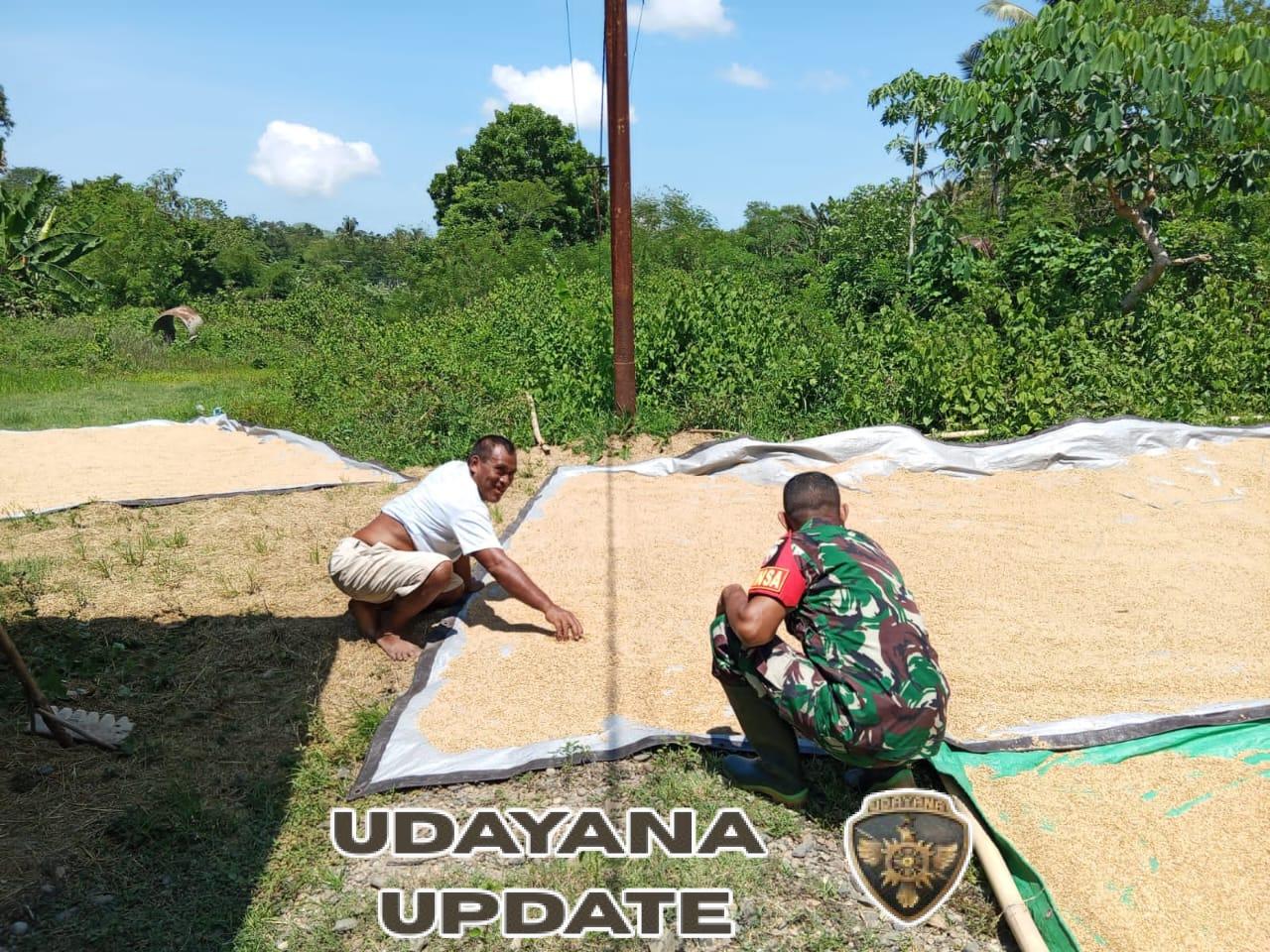 Dukung Petani, Babinsa Koramil 04/Tabundung Turun Langsung Jemur Padi Bersama Warga