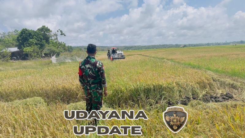 Babinsa Pahunga Lodu Dampingi Petani Panen Padi Gunakan Mesin Potong