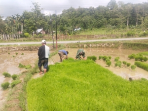 Babinsa Koramil 03/Katikutana Bantu Warga Siapkan Bibit Padi di Desa Umbu Riri