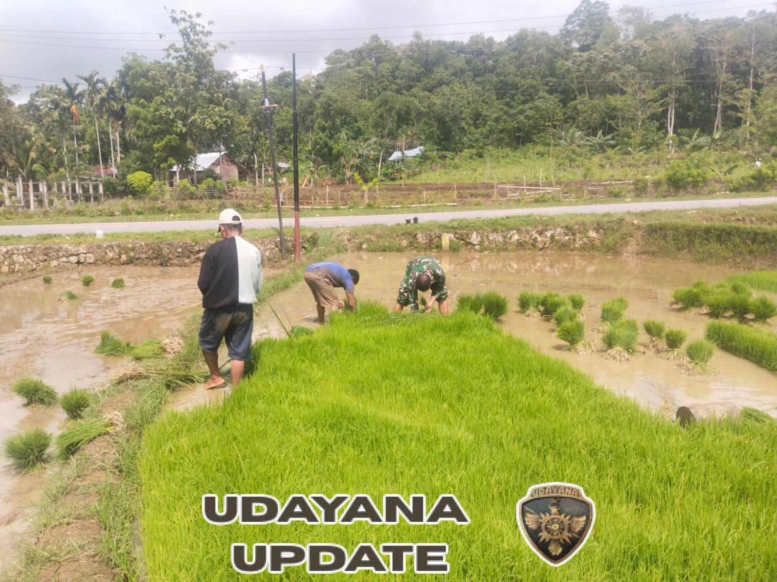 Babinsa Koramil 03/Katikutana Bantu Warga Siapkan Bibit Padi di Desa Umbu Riri